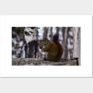 Red Squirrel Snacking. Posters and Art